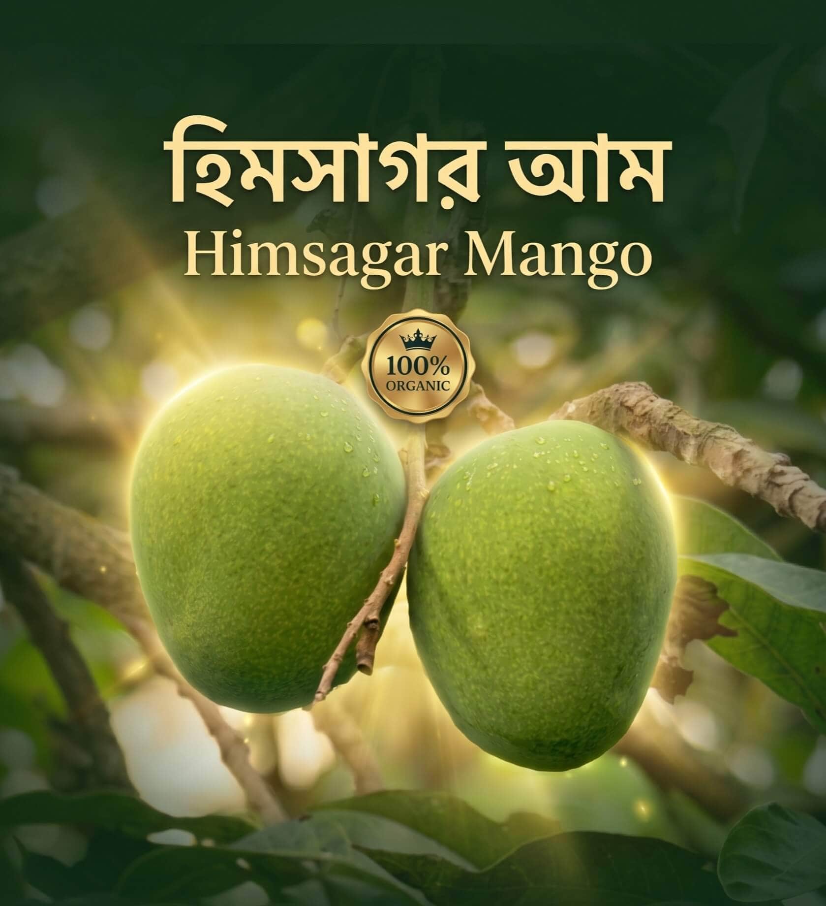 হিমসাগর  আম (Export Quality)
