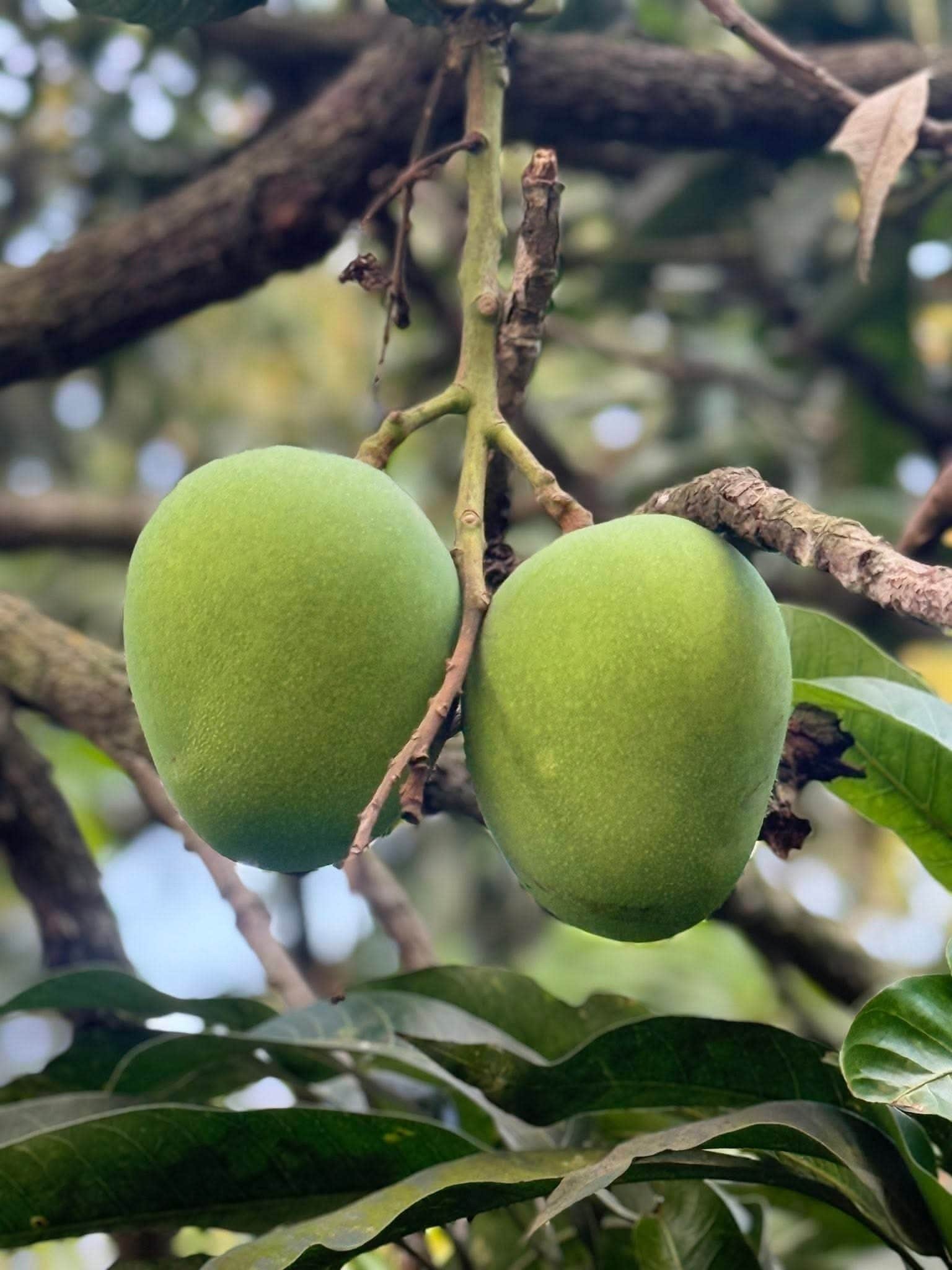হিমসাগর  আম (Export Quality)