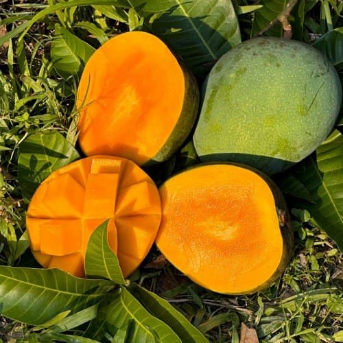 গোবিন্দভোগ আম